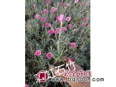 彩虹石竹-鞍山花卉-石竹小苗价格-东北耐寒宿根花卉基地-石竹图1