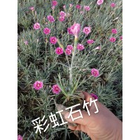 彩虹石竹-鞍山花卉-石竹小苗价格-东北耐寒宿根花卉基地-石竹