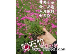 欧石竹-鞍山花卉-花色鲜艳适合观赏庭院种植-东北耐寒宿根花卉图1