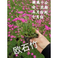 欧石竹-鞍山花卉-花色鲜艳适合观赏庭院种植-东北耐寒宿根花卉