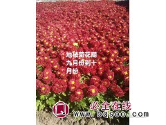 盆栽地被菊 鞍山花卉 东北耐寒宿根花卉基地 地被菊大量供应图1