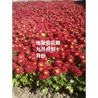 盆栽地被菊 鞍山花卉 东北耐寒宿根花卉基地 地被菊大量供应