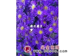 荷兰菊（兰梦）杯苗 荷兰菊 鞍山荷兰菊苗 东北耐寒宿根花卉图1