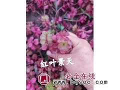 红叶景天苗 各种景天苗 景天裸根苗钵苗 东北耐寒宿根花卉基地图1