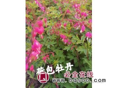 荷包牡丹苗-牡丹苗价格-东北耐寒花卉苗木基地-宿根花卉-草花图1