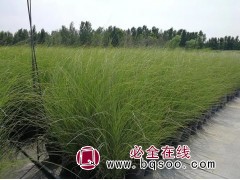 亚马逊迷雾 水生植物种子 观赏草种子价格 园林施工 刚晨种业图1