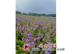金边玉簪 玉簪小苗大量销售 城美耐寒宿根花卉 玉簪 鞍山花卉图1