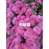 直供地被菊 菊类钵苗60万棵 鞍山地被菊基地 城美耐寒花卉