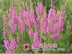千屈菜 宿根花卉苗 进口花卉种子销售价格 花海设计 刚晨种业图1