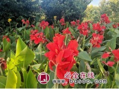 美人蕉 水生美人蕉 进口花卉种子销售 水生植物种子 刚晨种业图1