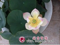 碗莲 进口水生植物 池塘造景 净水草种销售 刚晨草业有限公司图1