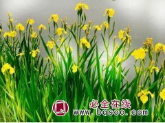 黄菖蒲(宿根花卉) 水生植物种子销售 黄菖蒲种子 刚晨种业图1