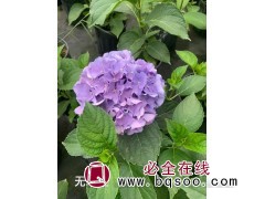普通绣球和无尽夏怎么区别 紫色绣球花价格 河北梓璇绿化图1