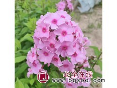 丛生福禄考芝樱盆栽花量大 鞍山福禄考小苗销售价格 宁香苗木图1
