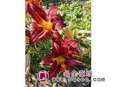 红色海盗萱草苗 鞍山萱草钵苗 萱草裸根苗价格 鞍山宁香苗木图1