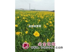 金娃娃萱草苗 五兄弟宿根花卉基地 河北萱草苗销售价格 萱草图1