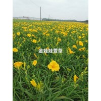 金娃娃萱草苗 五兄弟宿根花卉基地 河北萱草苗销售价格 萱草