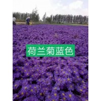 荷兰菊小苗销售 蓝色荷兰菊苗价格 台安县诚达苗圃 荷兰菊苗