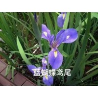 鸢尾花 蓝蝴蝶鸢尾花多少钱一株批发价格 地被宿根花卉基地