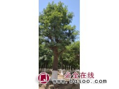 批40公分国槐价格 国槐 出售大规格国槐 郓城县理辉苗木基地图1