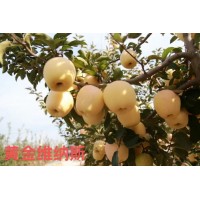 黄金维纳斯苹果销售 河北果树苗销售价格 苹果苗 昊叶农业
