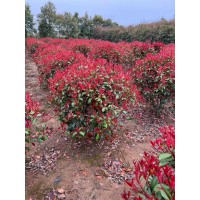 红叶石楠球 滁州红叶石楠造型价格 红叶石楠 滁州慧景园林