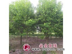 玉兰3-12公分5000棵 河北定州绿森苗圃场 河北玉兰树图1