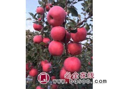 农基地直供3-5公分苹果树 产量高嫁接果苗 武陟永丰苗木场图1