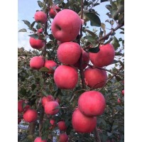 农基地直供3-5公分苹果树 产量高嫁接果苗 武陟永丰苗木场