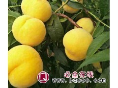 黄桃苗新品种 黄金蜜桃苗不错 桃树苗种植保湿发货 永丰苗木图1