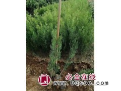 侧柏苗 侧柏小苗价格 侧柏价格 奥程苗木种植专业合作社图1