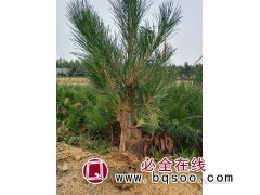 黑松钵苗 黑松苗 黑松价格 奥程苗木种植专业合作社 黑松图1