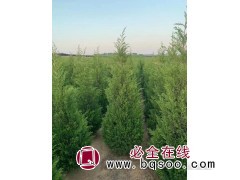 2万棵2米-2.5米蜀桧出圃 莱芜市卫矛球繁育基地 蜀桧造型图1