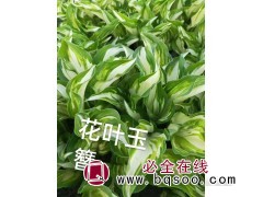 花叶玉簪 绿化和观赏价值较高 忌阳光长期直射 五兄弟宿根花卉图1