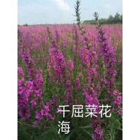 鞍山花卉 批发千屈菜 湿地花卉千屈菜 千屈菜批发 诚达苗圃