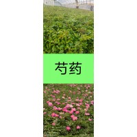 芍药苗 芍药杯苗 芍药绿化苗多年生草本植物 宁夏水木青花园林