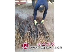 2-3公分红柳50万棵 山东红柳小苗大量 驰腾苗木 红柳图1