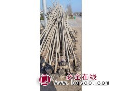 白蜡5-15公分一万棵 山东白蜡基地 白蜡树销售 驰腾苗木图1
