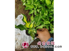 花叶玉簪 玉簪苗 青州花卉 泽鑫花卉苗木基地 玉簪小苗销售图1