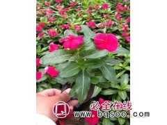 长春花小苗 青州花卉基地 长春花苗销售价格 泽鑫花卉苗木基地图1