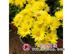 国庆菊 国庆菊小苗价格 国庆菊销售价格 泽鑫花卉苗木基地图1