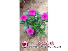 常年供应时令草花，宿根地被，种苗穴盘苗图1