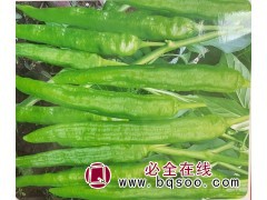 进口辣椒种子销售 进口辣椒销售 厦门嘉力和种子进口有限公司图1