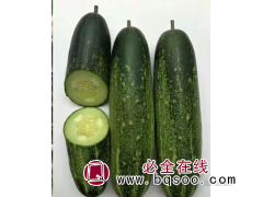 黄瓜种子销售价格 进口黄瓜种子 厦门嘉力和种子进出口有限公司图1