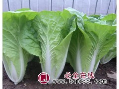 小青菜种子图1