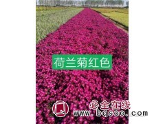 出售福禄考，金娃娃萱草，黄花鸢尾，景天等图2