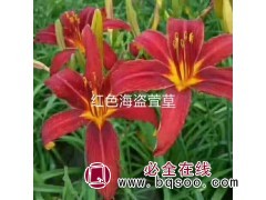 出售福禄考，金娃娃萱草，黄花鸢尾，景天等图3