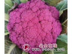 有机西兰花种子销售 进口西兰花 白花椰菜 厦门嘉力和种子图1