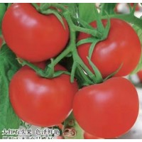 西红柿种子 圣女果种子销售价格 进口果蔬种子 厦门嘉力和