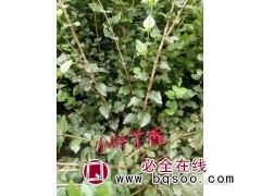 小叶丁香苗销售价格 东北苗木 吉林杨氏苗木 小叶丁香苗出圃图1